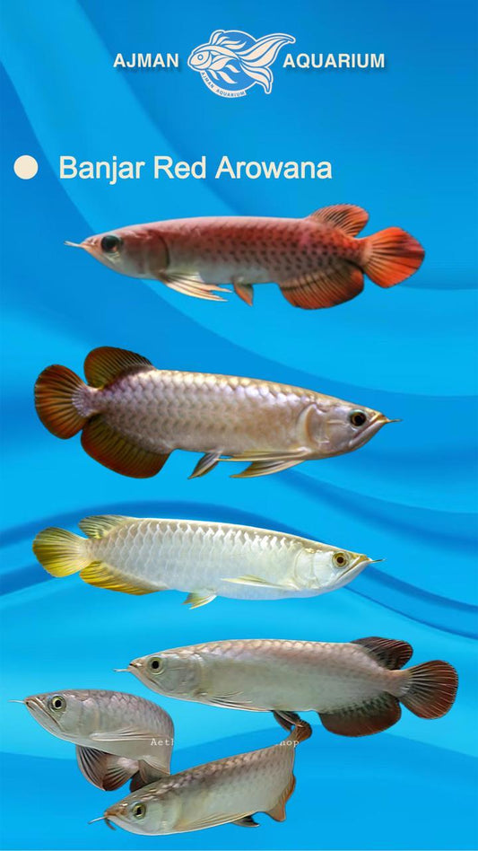 banjar red arowana - 6 to 7 inch