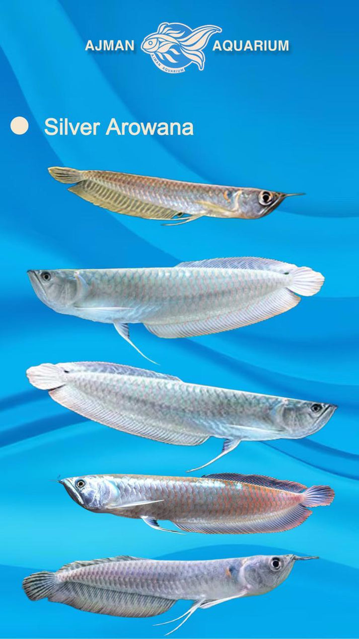 silver arowana – Ajman Aquarium