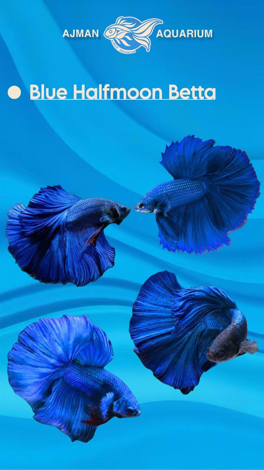 male blue half moon betta - regular size