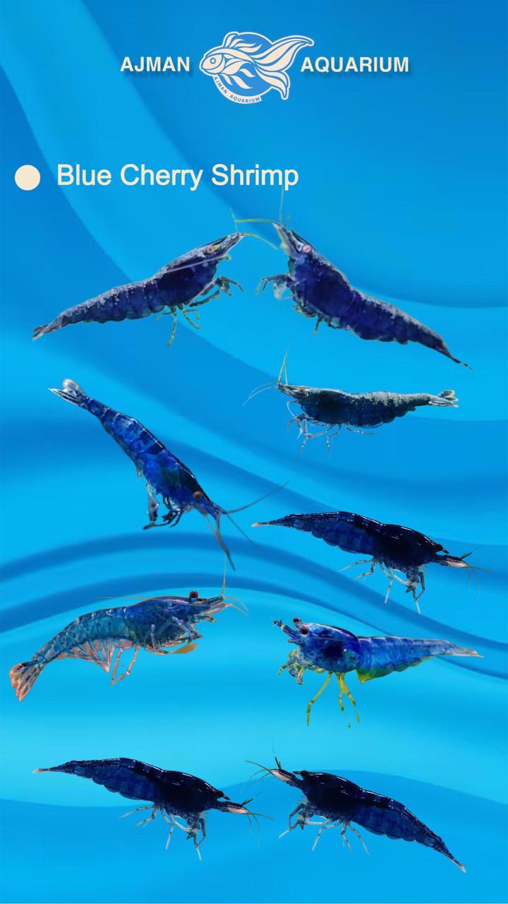 Blue Cherry Shrimp - 1 to 2 cm