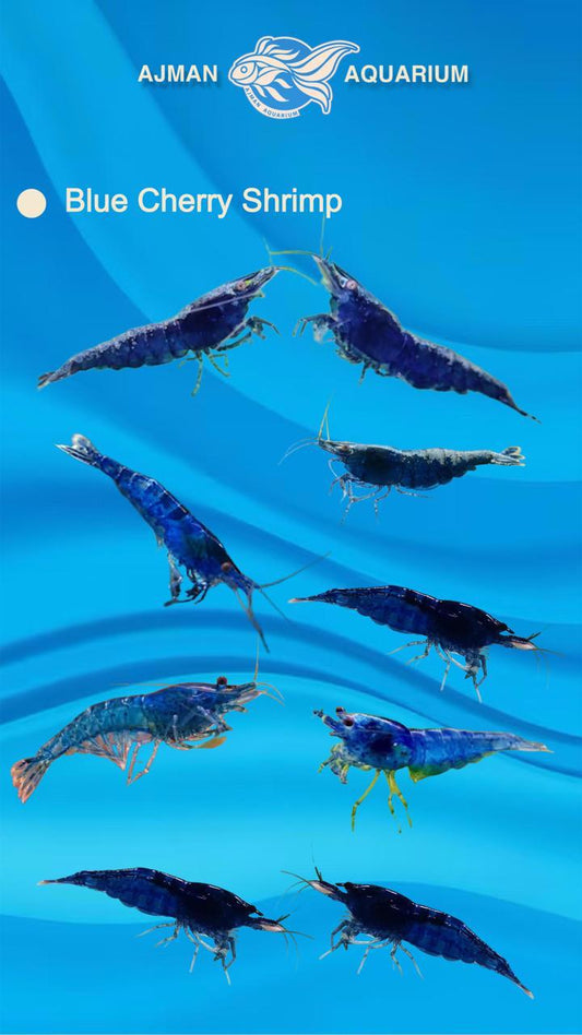 Blue Cherry Shrimp - 1 to 2 cm