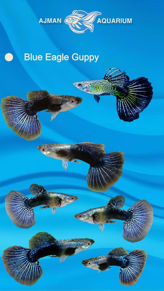 blue eagle guppy pair - regular size