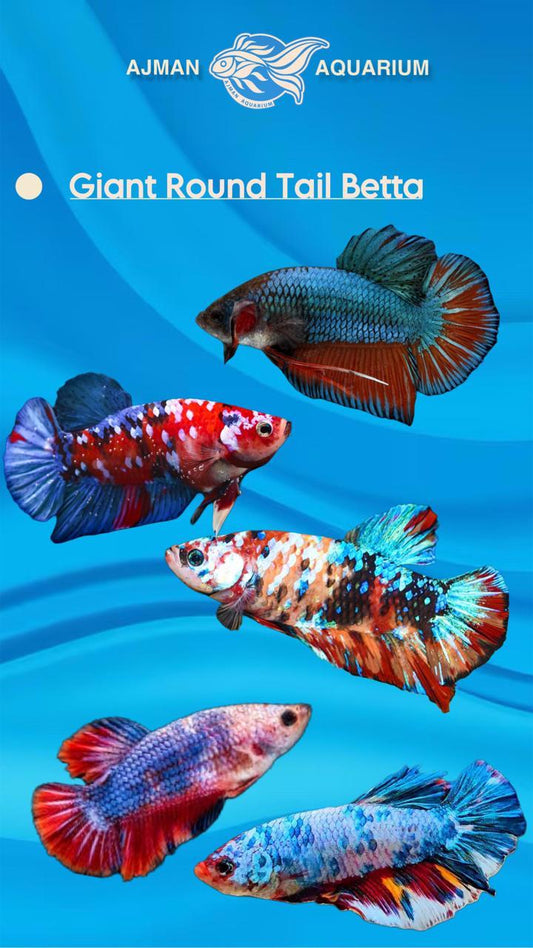 male giant round tail betta - regular size