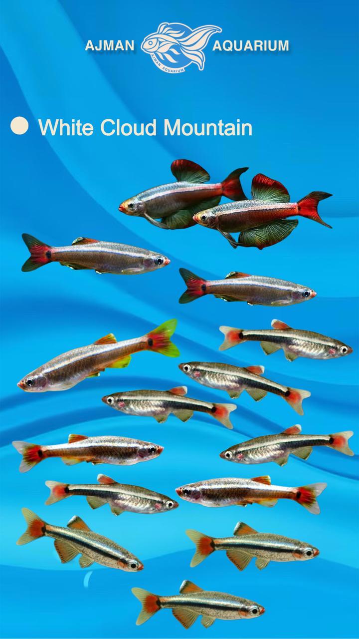 white cloud mountain tetra - XL