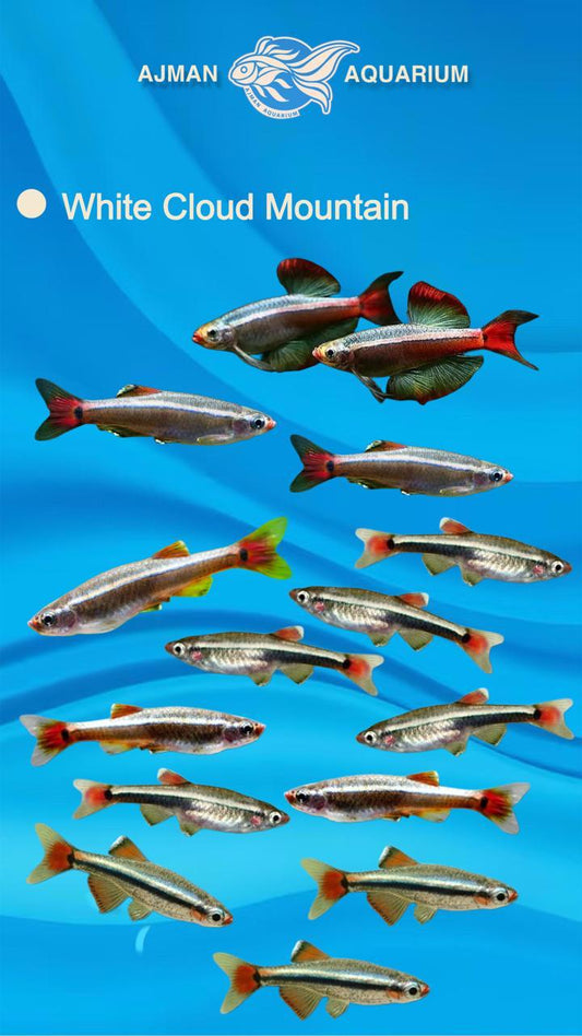 white cloud mountain tetra - XL