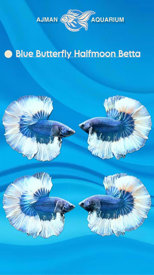 blue butterfly half moon betta - XL