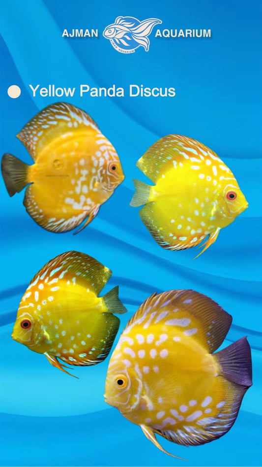Yellow Panda Discus - 3 Inch
