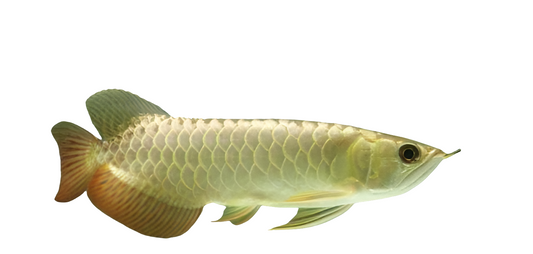 Malaysian Golden Arowana - 8 to 9 inch