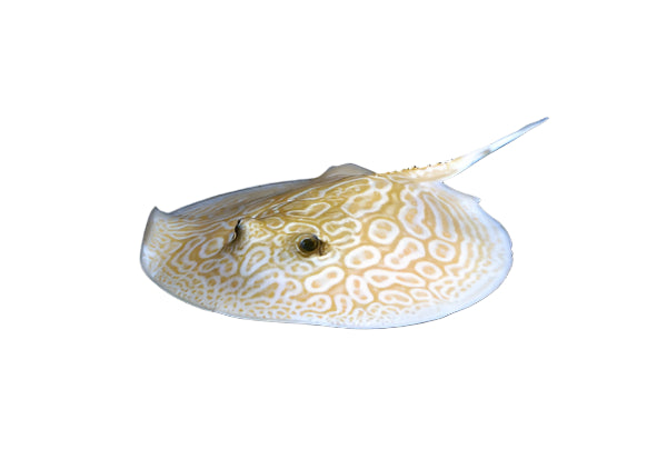 Ruby Eye Albino Sting Gray Pair