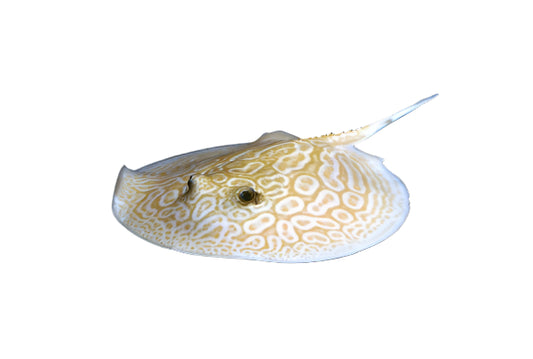 Ruby Eye Albino Sting Gray Pair