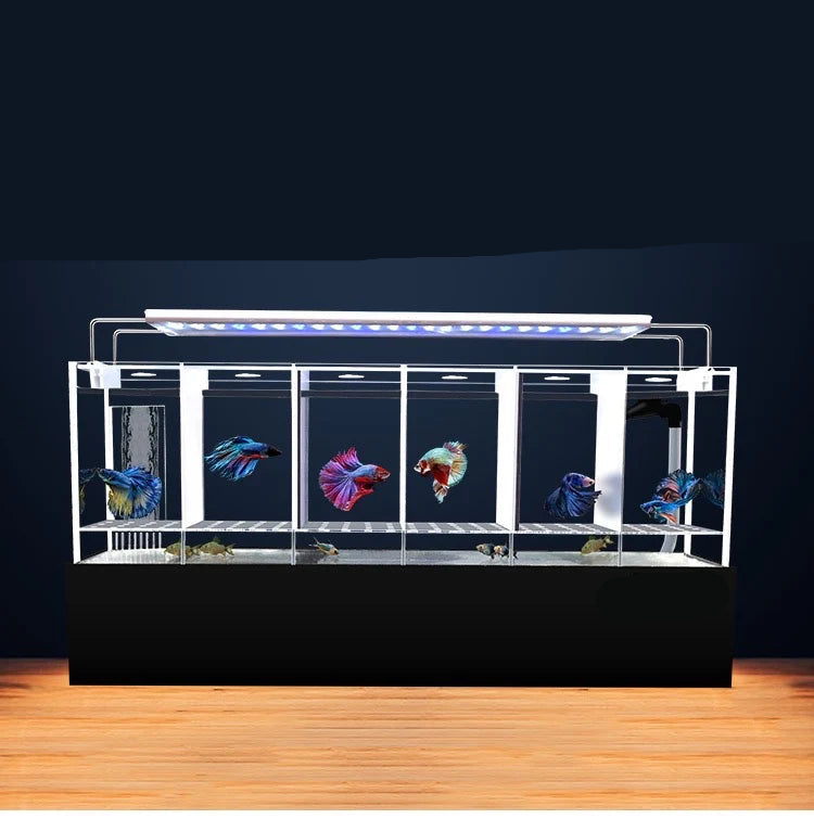 Betta Fish Multiple Tanks With Filtration