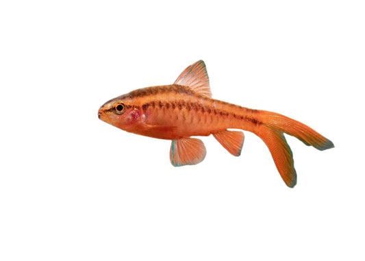 long fin cherry barb - 2 inch